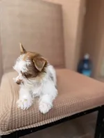 Coffee, a male Yorkshire Terrier for sale in Miami, FL – 5 of 6