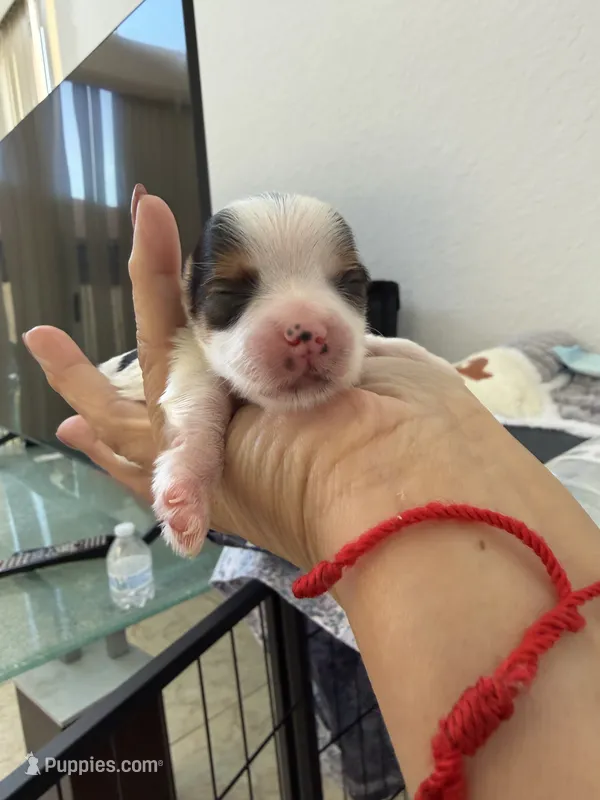 Puppies – Yorkshire Terrier puppy for sale in Miami, FL