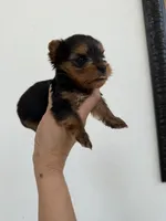 Kairo Special Offer, a male Yorkshire Terrier for sale in Miami, FL – 5 of 7
