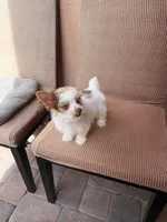 Coffee, a male Yorkshire Terrier for sale in Miami, FL – 3 of 6