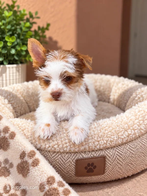 Coffee – Yorkshire Terrier puppy for sale in Miami, FL