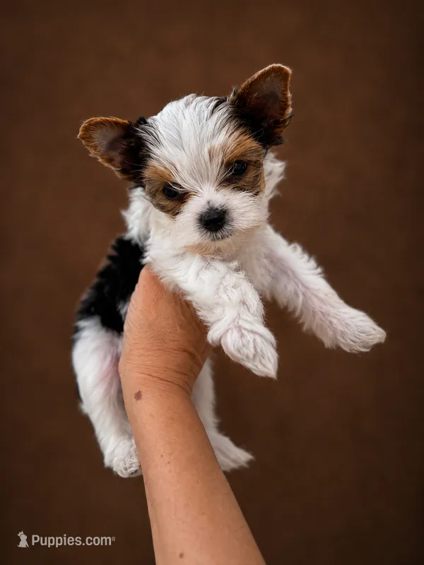 Kaleb – Yorkshire Terrier puppy for sale in Miami, FL