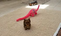 Eros , a male Yorkshire Terrier for sale in Miami, FL – 2 of 5