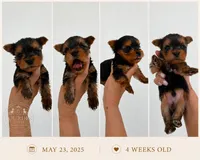 Kairo Special Offer, a male Yorkshire Terrier for sale in Miami, FL – 3 of 7