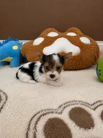 Kaiden, a male Yorkshire Terrier for sale in Miami, FL – 3 of 5