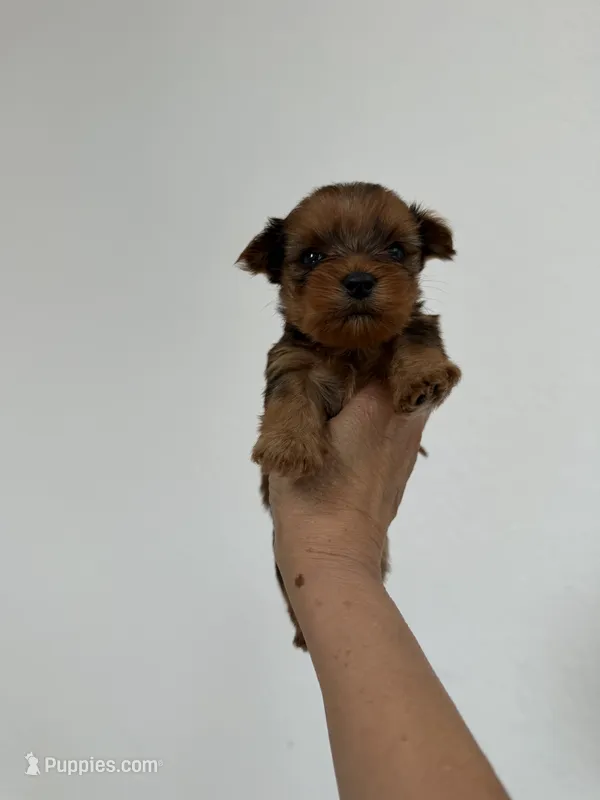 Kael – Yorkshire Terrier puppy for sale in Miami, FL