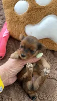 Kael, a male Yorkshire Terrier for sale in Miami, FL – 2 of 3