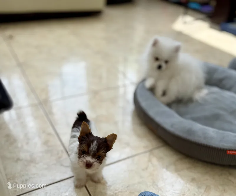 Theo – Yorkshire Terrier puppy for sale in Miami, FL