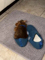 Eros , a male Yorkshire Terrier for sale in Miami, FL – 4 of 5