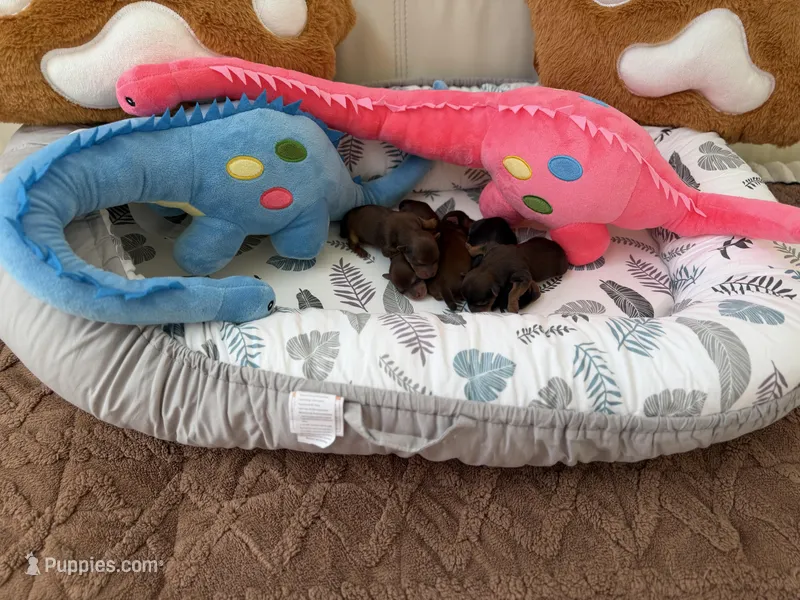 Puppy  – Yorkshire Terrier puppy for sale in Miami, FL