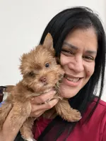 Canelo, a male Yorkshire Terrier for sale in Miami, FL – 8 of 8