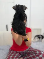 Ozzy, a male Yorkshire Terrier for sale in Miami, FL – 4 of 4