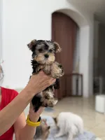 Ozzy, a male Yorkshire Terrier for sale in Miami, FL – 3 of 4