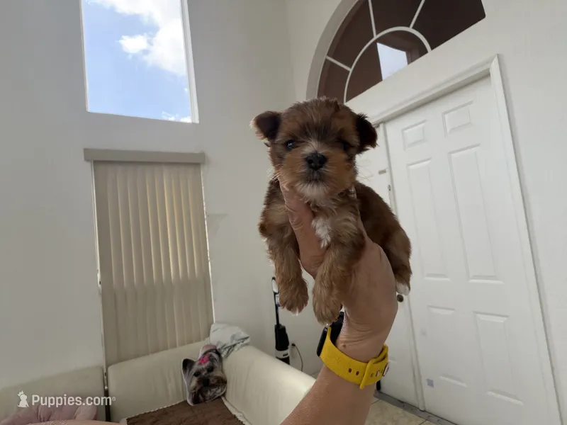 Eros – Yorkshire Terrier puppy for sale in Miami, FL