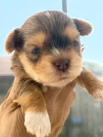 Kael, a male Yorkshire Terrier for sale in Miami, FL – 2 of 5