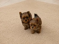 Eros , a male Yorkshire Terrier for sale in Miami, FL – 1 of 5