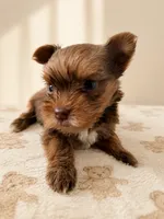 Canelo, a male Yorkshire Terrier for sale in Miami, FL – 4 of 4