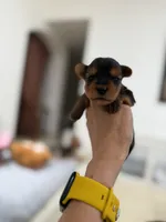 Kairo, a female Yorkshire Terrier for sale in Miami, FL – 1 of 3