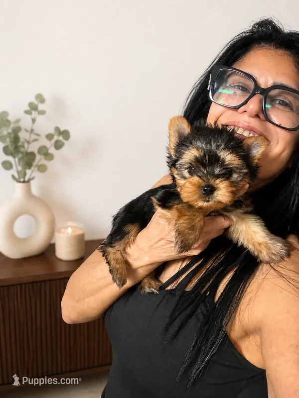 Kairo Special Offer – Yorkshire Terrier puppy on hold in Miami, FL