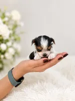 Kaleb, a male Yorkshire Terrier for sale in Miami, FL – 2 of 4