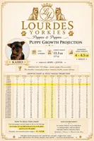 Kairo Special Offer, a male Yorkshire Terrier for sale in Miami, FL – 2 of 7