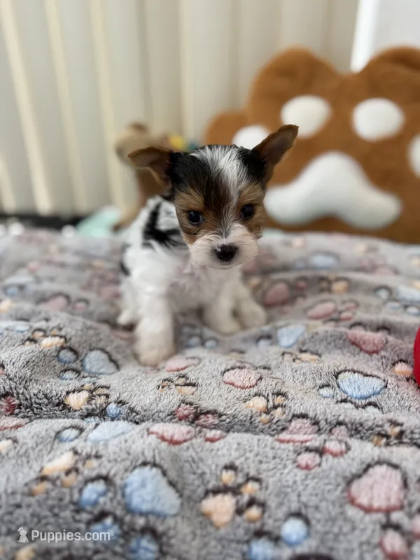 Kaleb – Yorkshire Terrier puppy for sale in Miami, FL