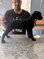 Grace, a female Cane Corso for sale in Barnegat, NJ – 6 of 7