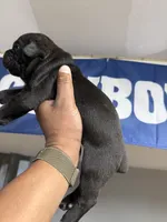 Grace, a female Cane Corso for sale in Barnegat, NJ – 5 of 6