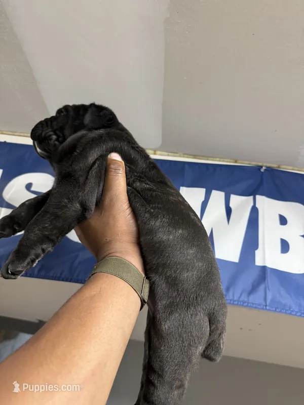 OBA – Cane Corso puppy for sale in Barnegat, NJ