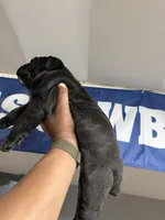OBA, a male Cane Corso for sale in Barnegat, NJ – 1 of 3