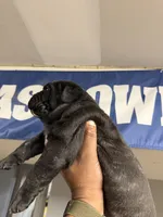 OBA, a male Cane Corso for sale in Barnegat, NJ – 3 of 3