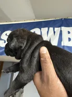 Grace, a female Cane Corso for sale in Barnegat, NJ – 2 of 6