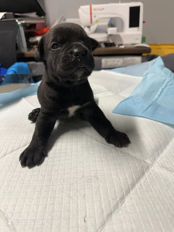 Grace – Cane Corso puppy for sale in Barnegat, NJ