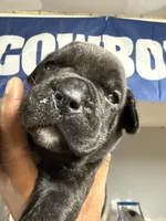 Grace, a female Cane Corso for sale in Barnegat, NJ – 3 of 6