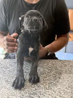 Grace, a female Cane Corso for sale in Barnegat, NJ – 5 of 7