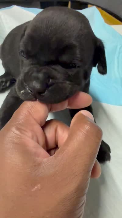 Grace, a female Cane Corso for sale in Barnegat, NJ – 6 of 6