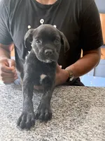 Grace, a female Cane Corso for sale in Barnegat, NJ – 4 of 7