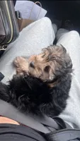 lexi, a female Yorkipoo for sale in Charlottesville, VA – 2 of 5