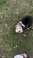 lexi, a female Yorkipoo for sale in Charlottesville, VA – 5 of 5