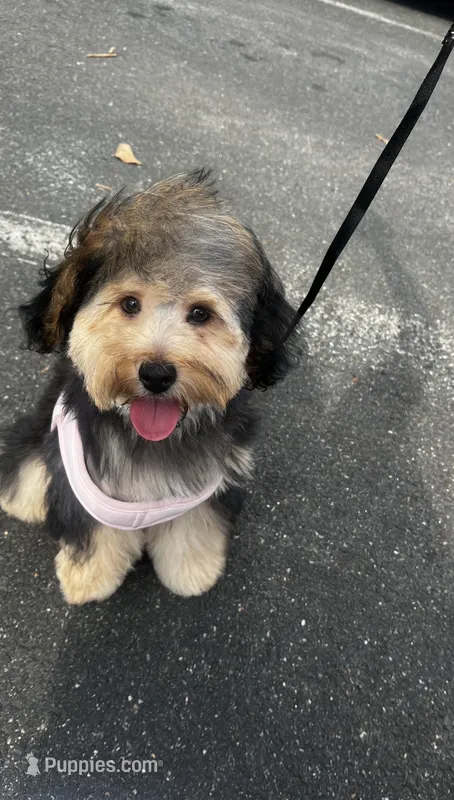 lexi, a female Yorkipoo for sale in Charlottesville, VA – 1 of 5