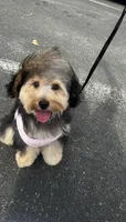 lexi, a female Yorkipoo for sale in Charlottesville, VA – 1 of 5