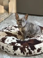 Clara, a female French Bulldog for sale in Reading, PA – 8 of 8