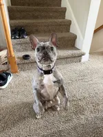 Clara, a female French Bulldog for sale in Reading, PA – 3 of 8
