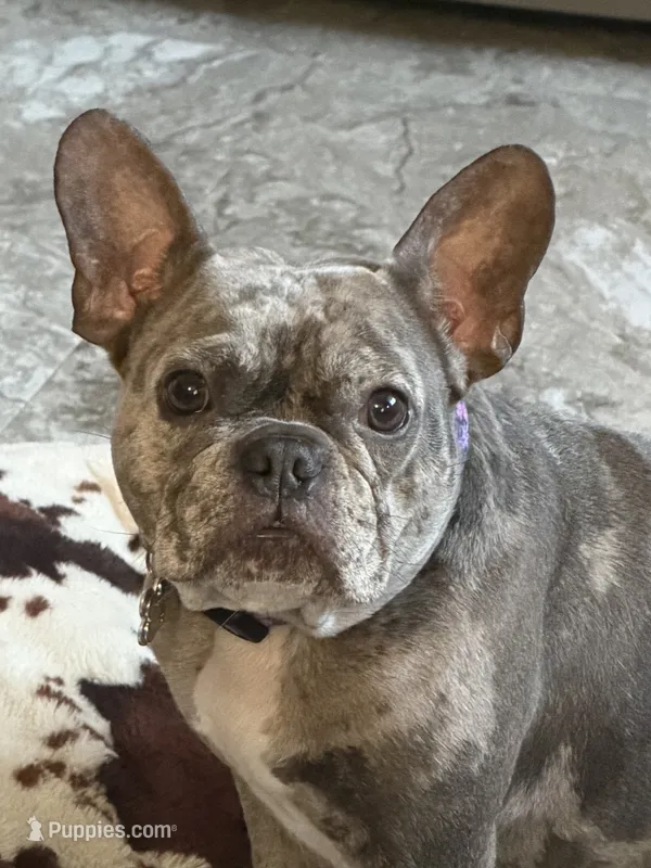 Clara – French Bulldog puppy for sale in Reading, PA