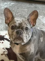 Clara, a female French Bulldog for sale in Reading, PA – 1 of 8
