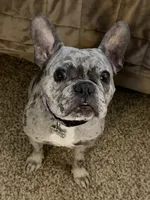Clara, a female French Bulldog for sale in Reading, PA – 4 of 8