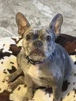 Clara, a female French Bulldog for sale in Reading, PA – 7 of 8