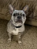 Clara, a female French Bulldog for sale in Reading, PA – 2 of 8