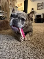 Clara, a female French Bulldog for sale in Reading, PA – 5 of 8