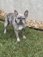Clara, a female French Bulldog for sale in Reading, PA – 6 of 8